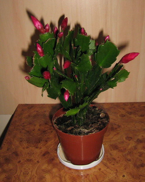  - Schlumbergera