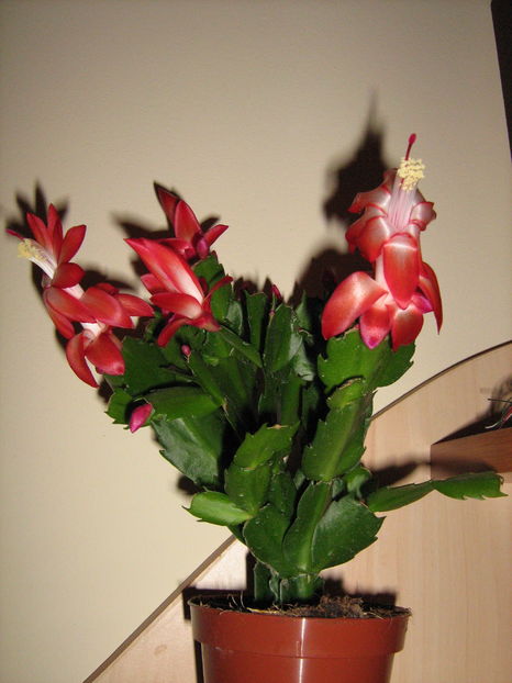  - Schlumbergera