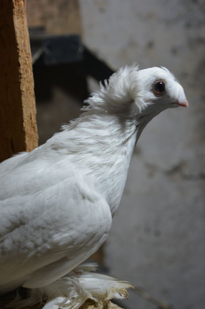 Pui 10062 2016 - Jucatori de Botosani Albi