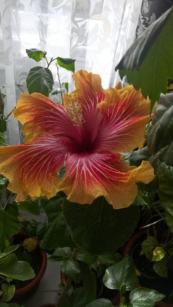  - Hibiscus Gerald Derr