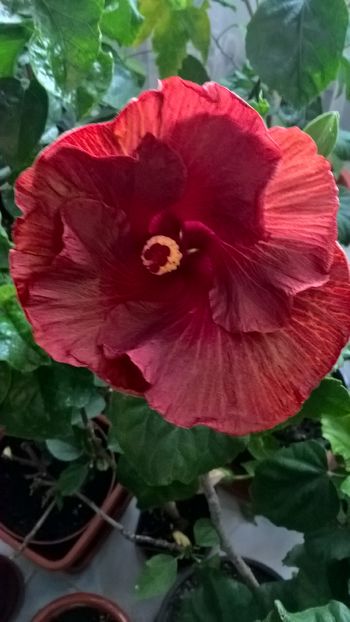  - Hibiscus Tahitian Burning Sands