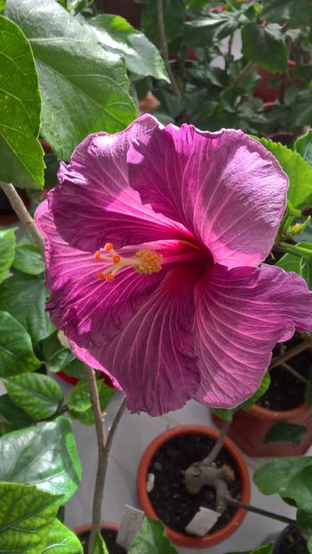  - Hibiscus Tahitian Purple Sovereign