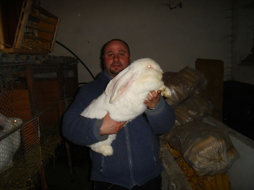  - iepuri urias german alb si agouti