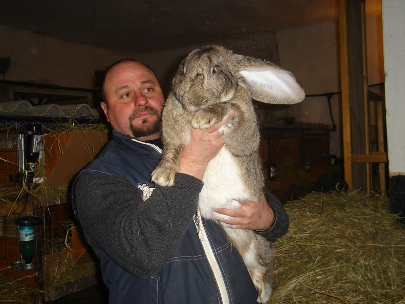 Picture 334 - iepuri urias german alb si agouti