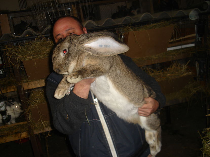 Picture 336 - iepuri urias german alb si agouti