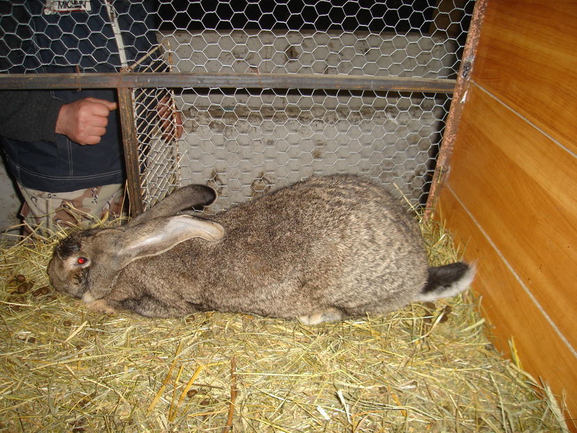 Picture 357 - iepuri urias german alb si agouti