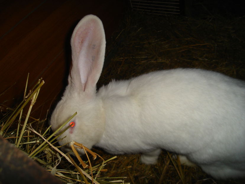 Picture 367 - iepuri urias german alb si agouti