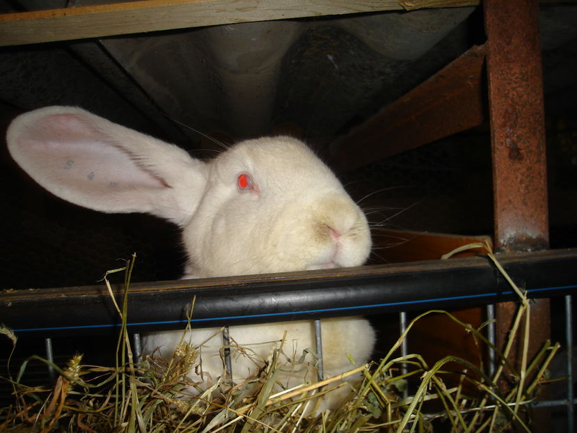 Picture 368 - iepuri urias german alb si agouti