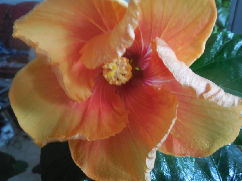  - Tahitian Arcturus Queen