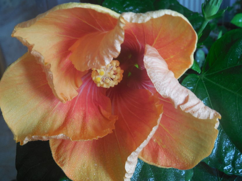  - Tahitian Arcturus Queen