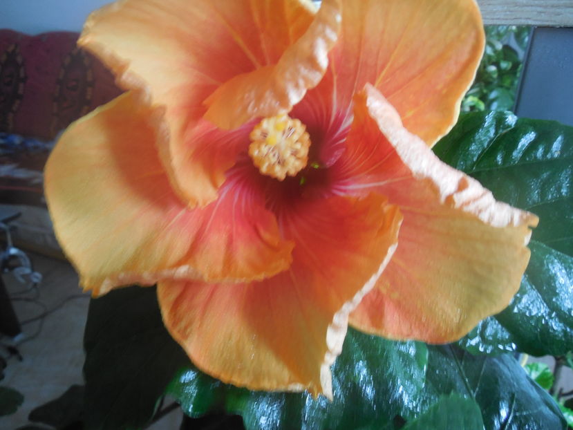  - Tahitian Arcturus Queen