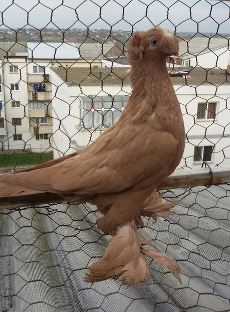  - Pui 2016
