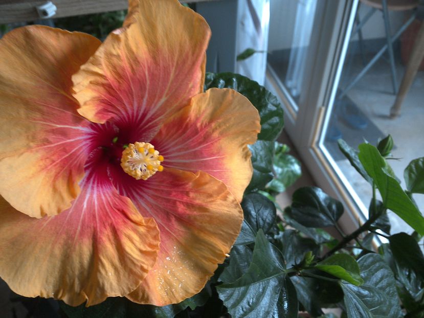WIN_20161103_103720 - 0Hibiscus in colectie infloriti