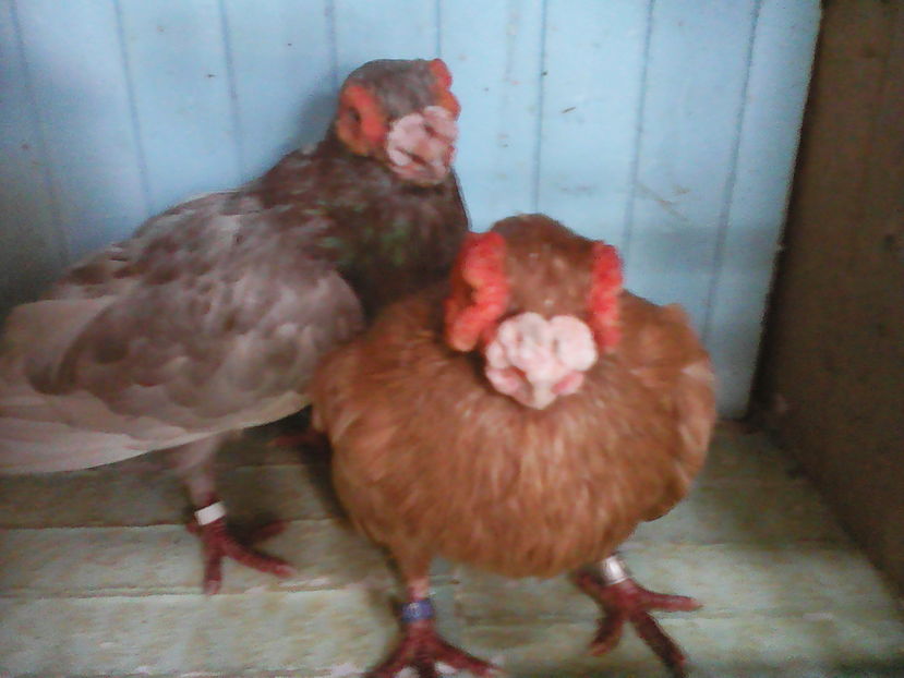  - B E R B E R I  ---    BARBS  PIGEONS