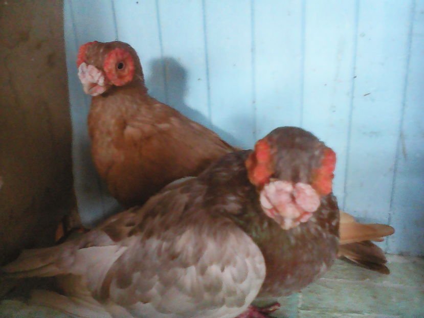  - B E R B E R I  ---    BARBS  PIGEONS