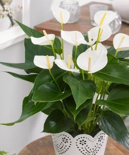 Anthurium alb