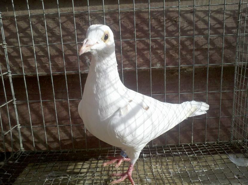 F-2016 - Meulemans de vanzare