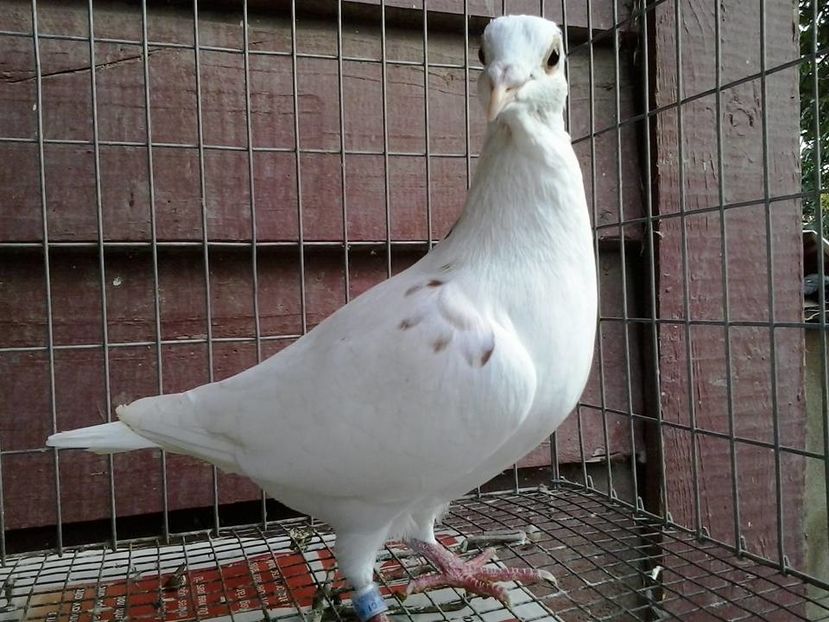 F-2016.Vanduta - Meulemans de vanzare