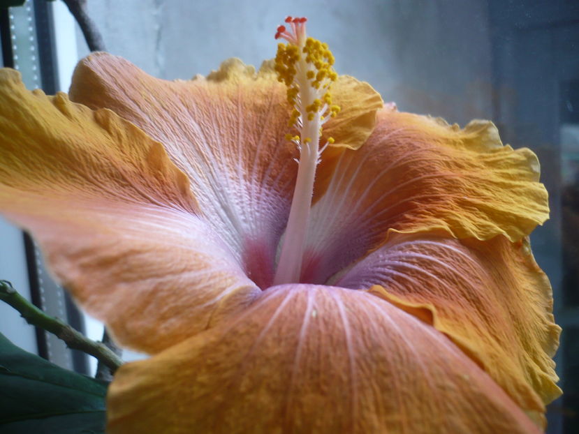 P1300559 - HIBISCUSI 2016-7