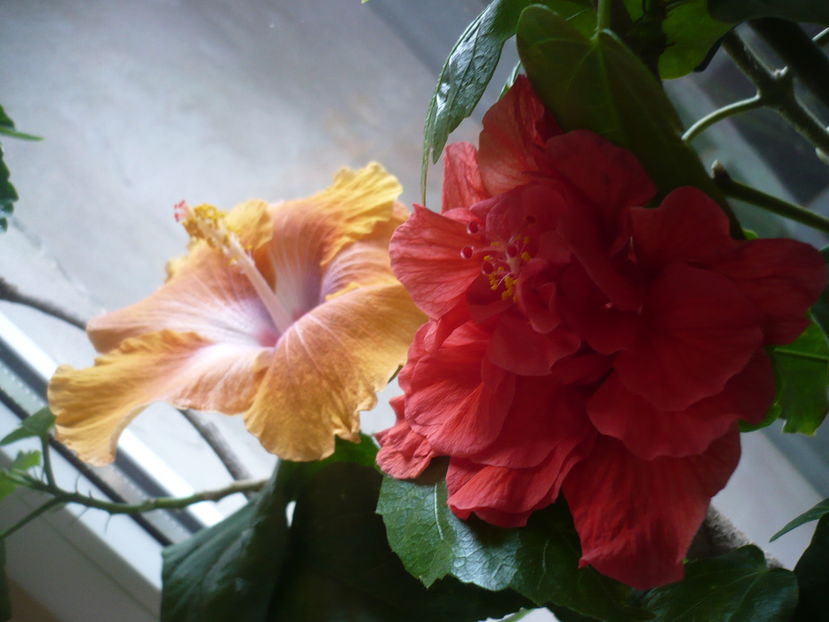 P1300561 - HIBISCUSI 2016-7