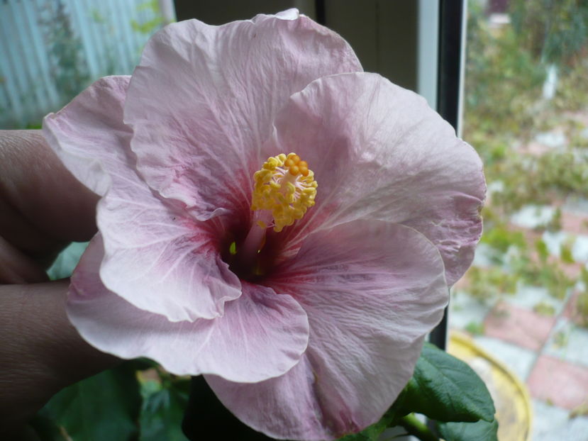 P1300566 - HIBISCUSI 2016-7