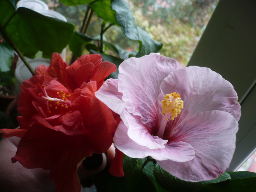 P1300585 - HIBISCUSI 2016-7