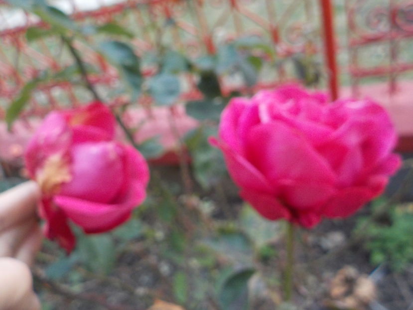  - Trandafiri in gradina mea