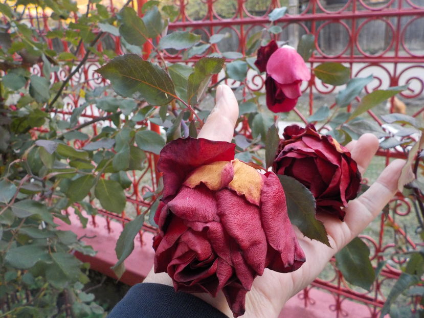  - Trandafiri in gradina mea