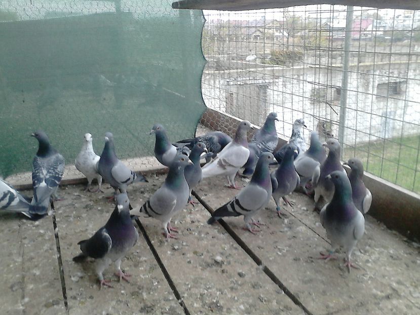  - Lot de zbor tineret 2016