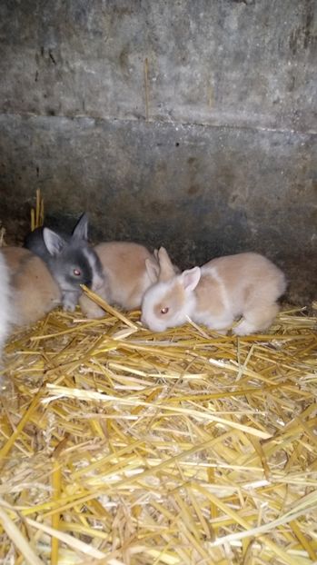  - 111111111 Iepuri din 2016