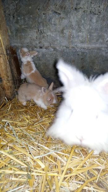  - 111111111 Iepuri din 2016