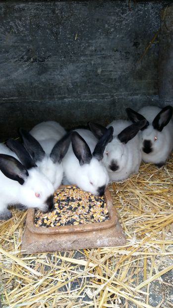  - 111111111 Iepuri din 2016