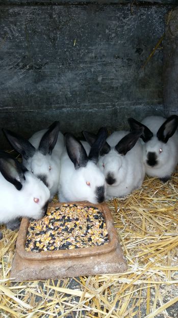  - 111111111 Iepuri din 2016