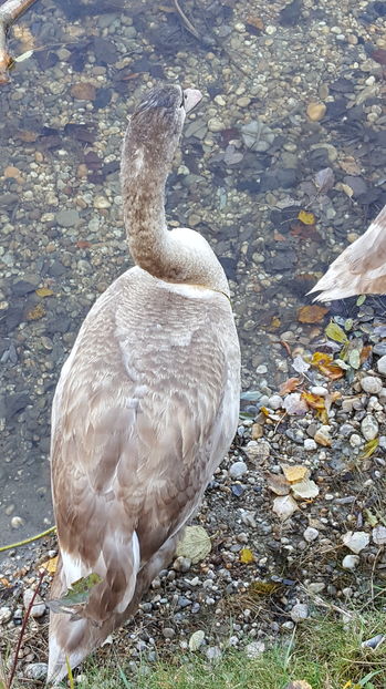  - Plimbare in padure