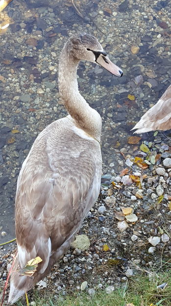  - Plimbare in padure