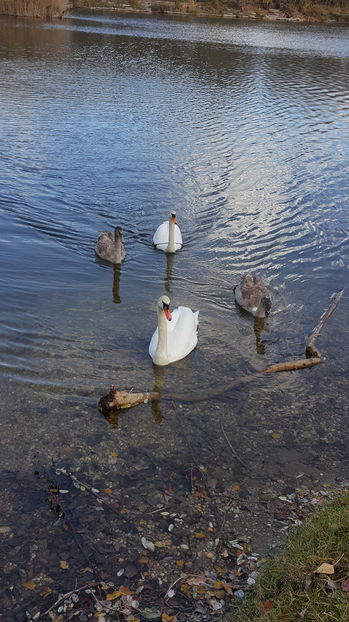  - Plimbare in padure