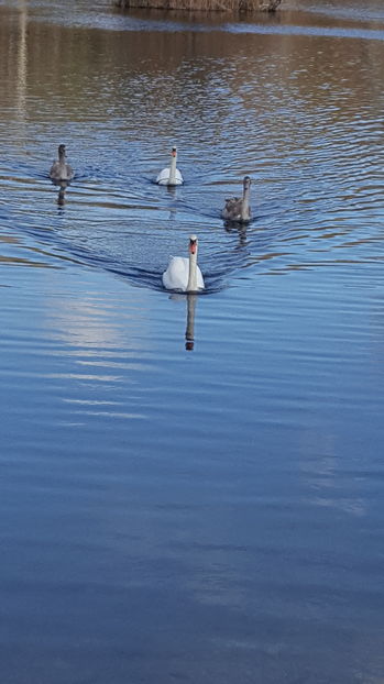  - Plimbare in padure