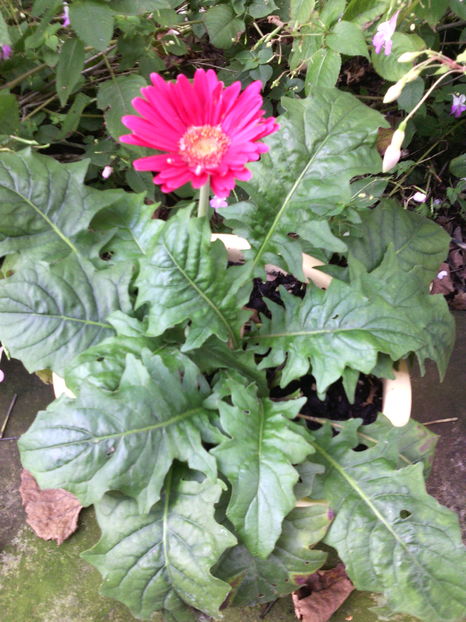 Gerbera