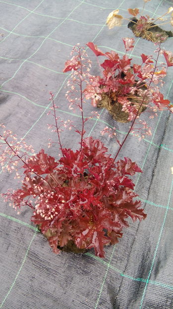 Heuchera Melting Fire - Heuchere