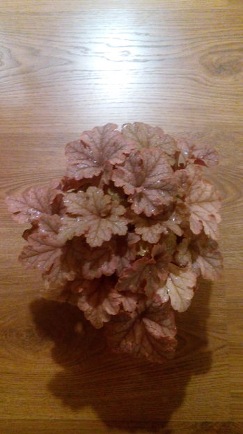Heucherella Honey Rose