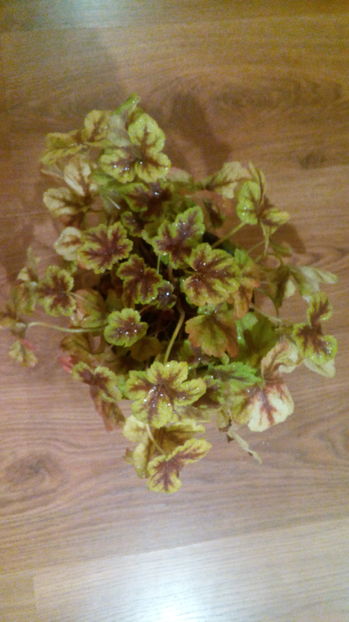 Heucherella Gold Zebra