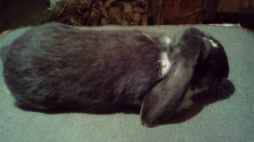 F2; Femela marele berbec albastru cu desen in mantie, 5 luni
