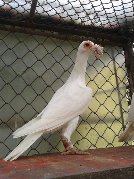 m 2015 - Carieri