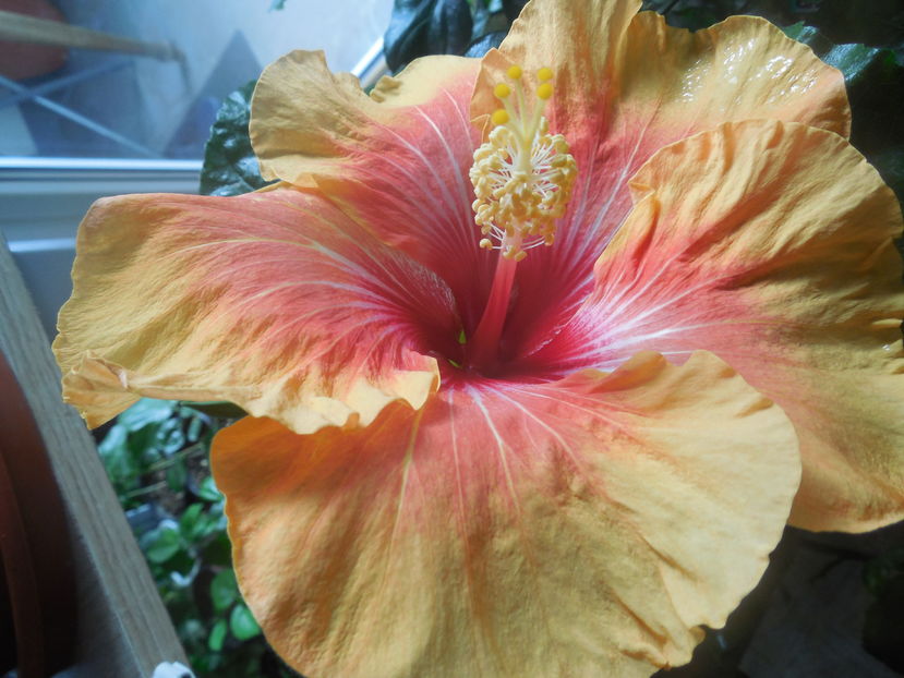  - Tahitian Arcturus Queen