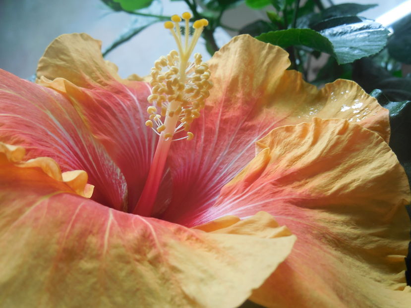  - Tahitian Arcturus Queen