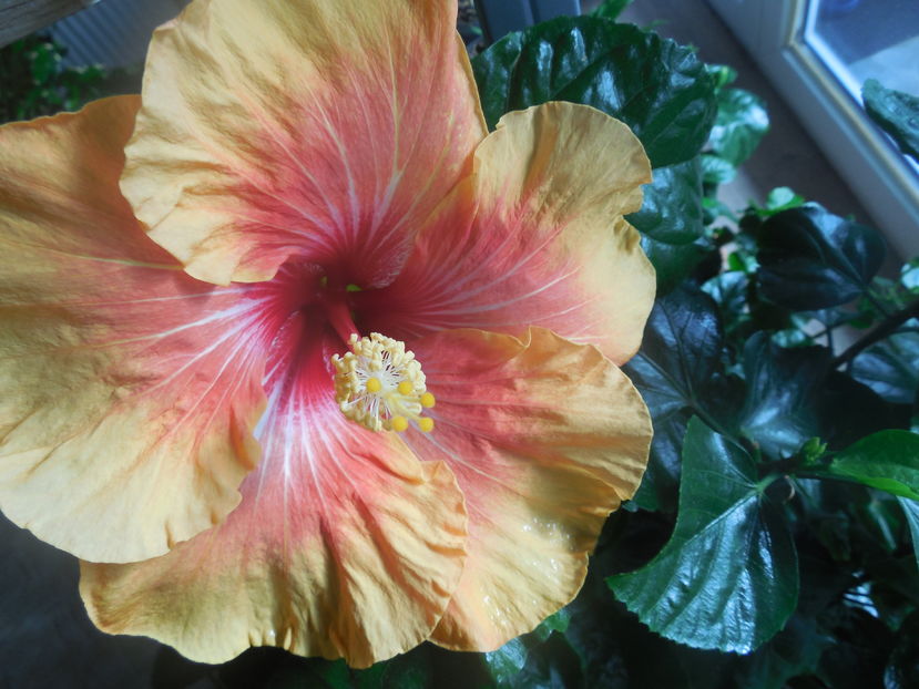  - 02Hibiscus