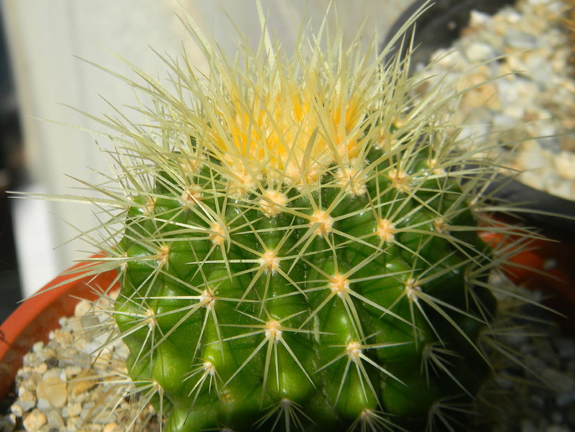 Echinocactus grusonii - Genul Echinocactus