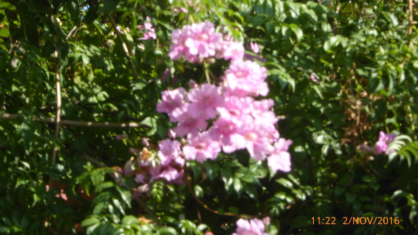 P1040205