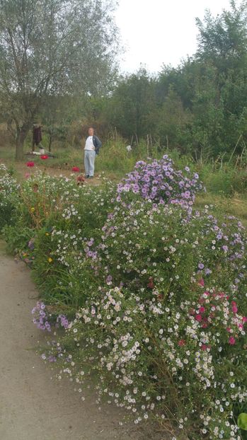 image - Aster 2016