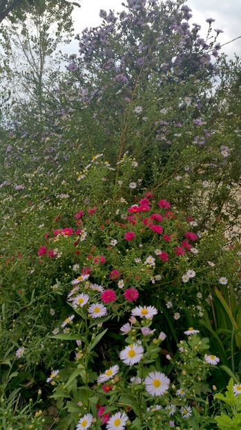 image - Aster 2016